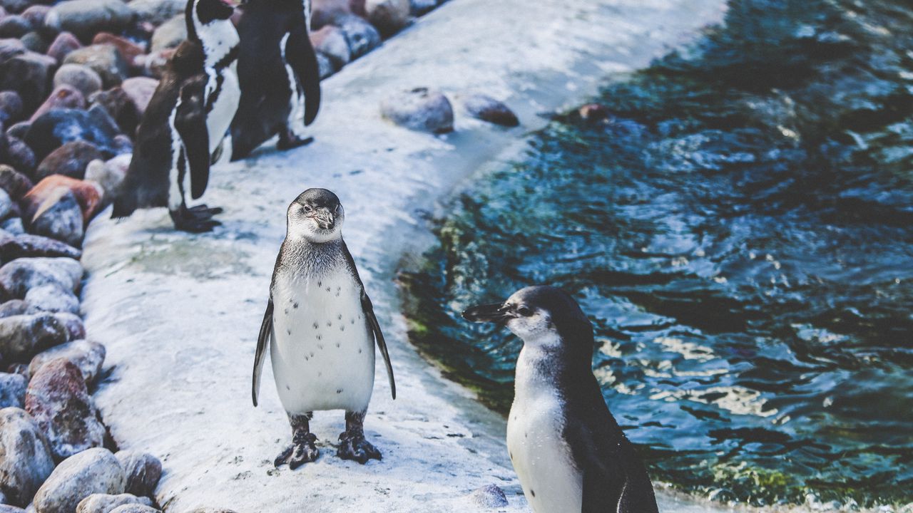 Wallpaper penguins, shore, birds