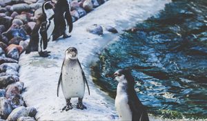Preview wallpaper penguins, shore, birds