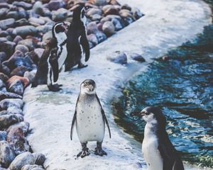 Preview wallpaper penguins, shore, birds