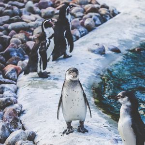 Preview wallpaper penguins, shore, birds