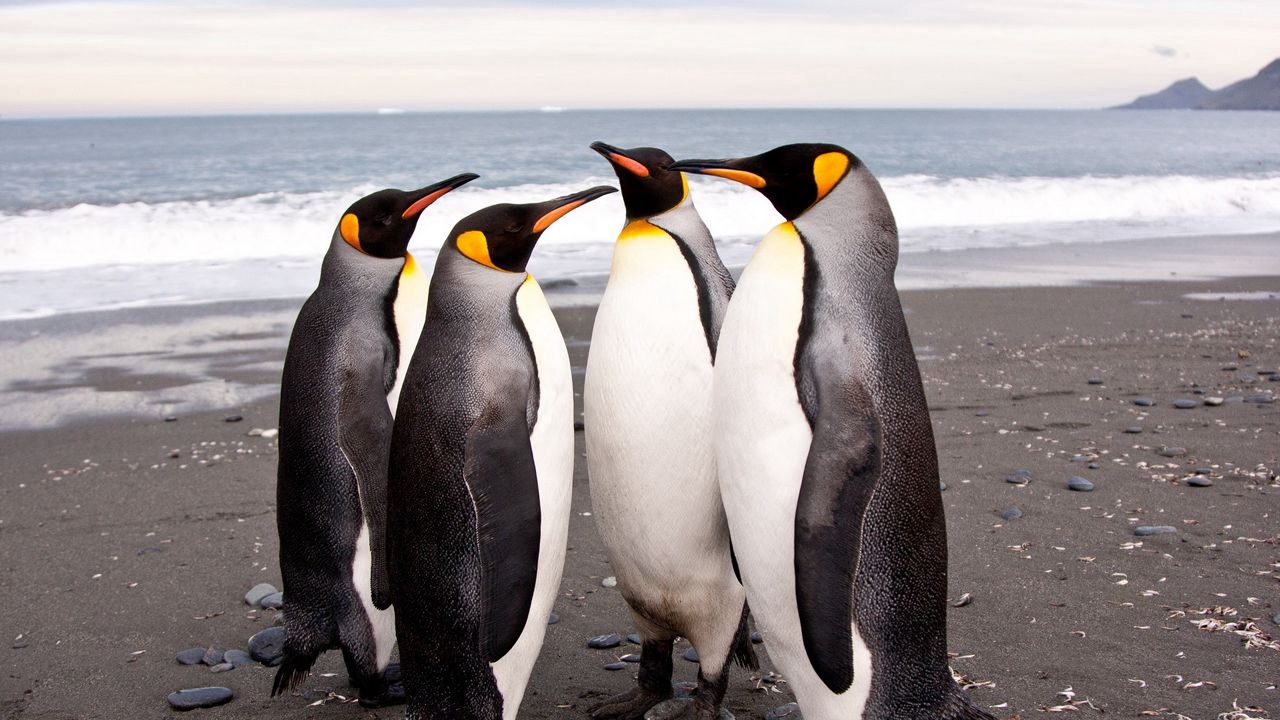 Wallpaper penguins, shore, many, pack, family