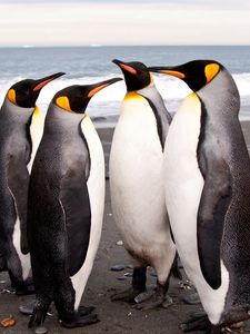 Preview wallpaper penguins, shore, many, pack, family