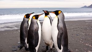 Preview wallpaper penguins, shore, many, pack, family