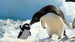 Preview wallpaper penguins, snow, baby, care