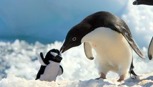 Preview wallpaper penguins, snow, baby, care