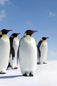 Preview wallpaper penguins, snow, family, walk