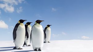 Preview wallpaper penguins, snow, family, walk