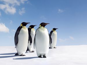 Preview wallpaper penguins, snow, family, walk