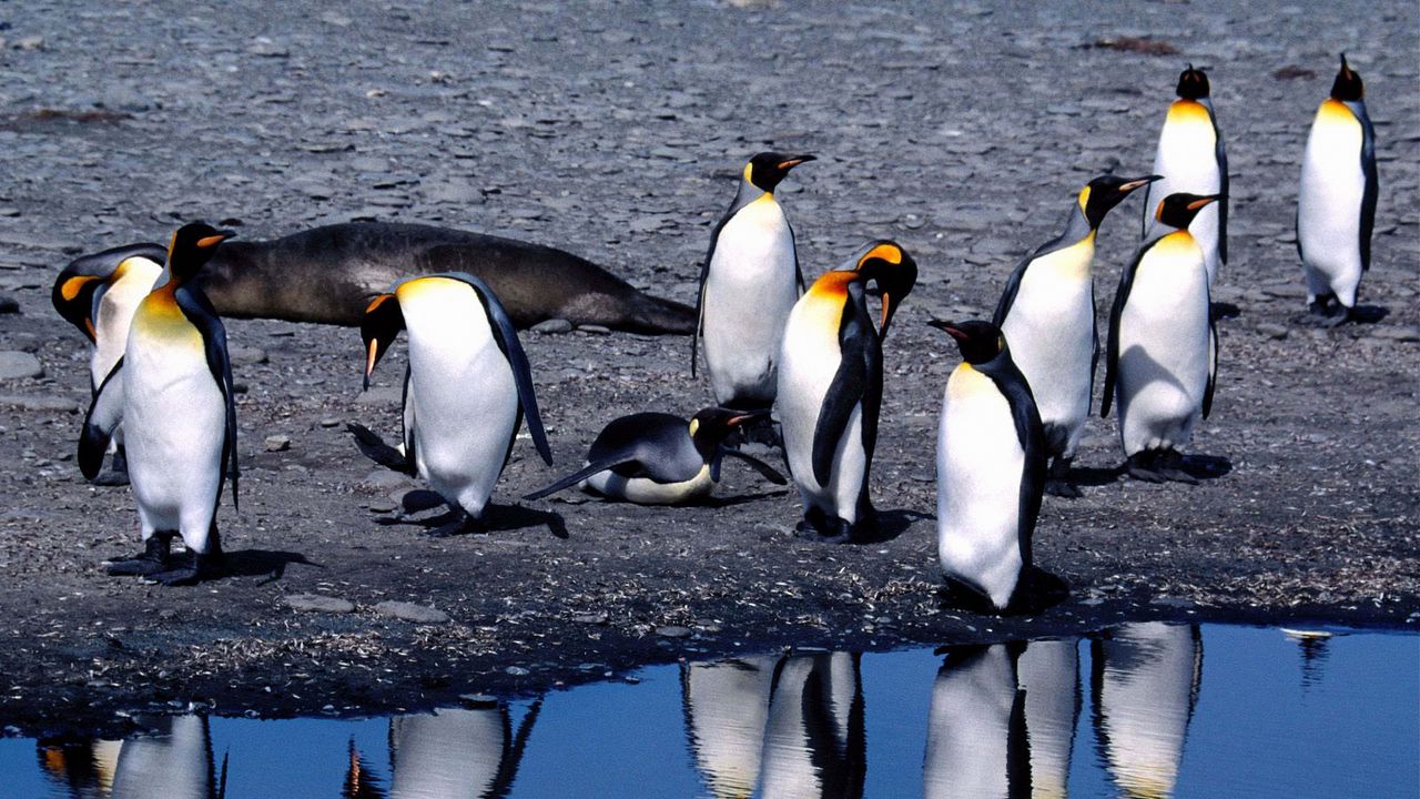 Wallpaper penguins, summer, thaw