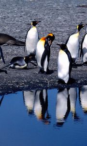 Preview wallpaper penguins, summer, thaw