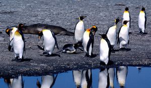Preview wallpaper penguins, summer, thaw