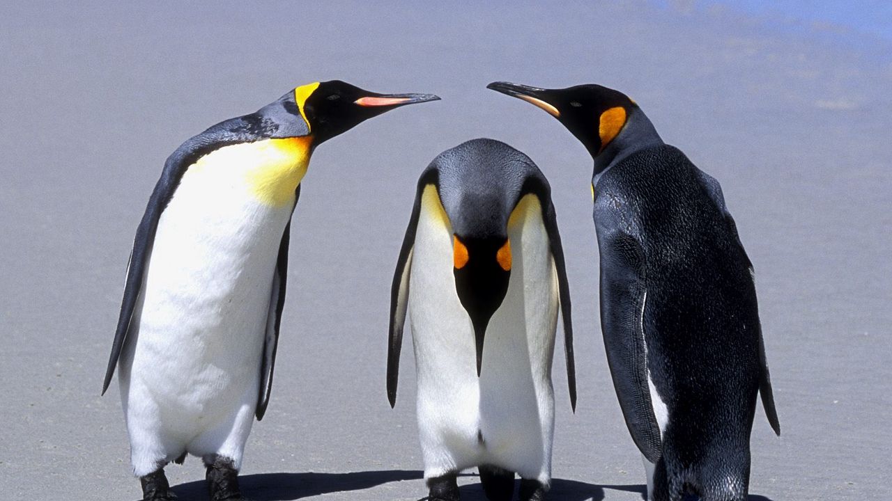 Wallpaper penguins, three, communication, shadow