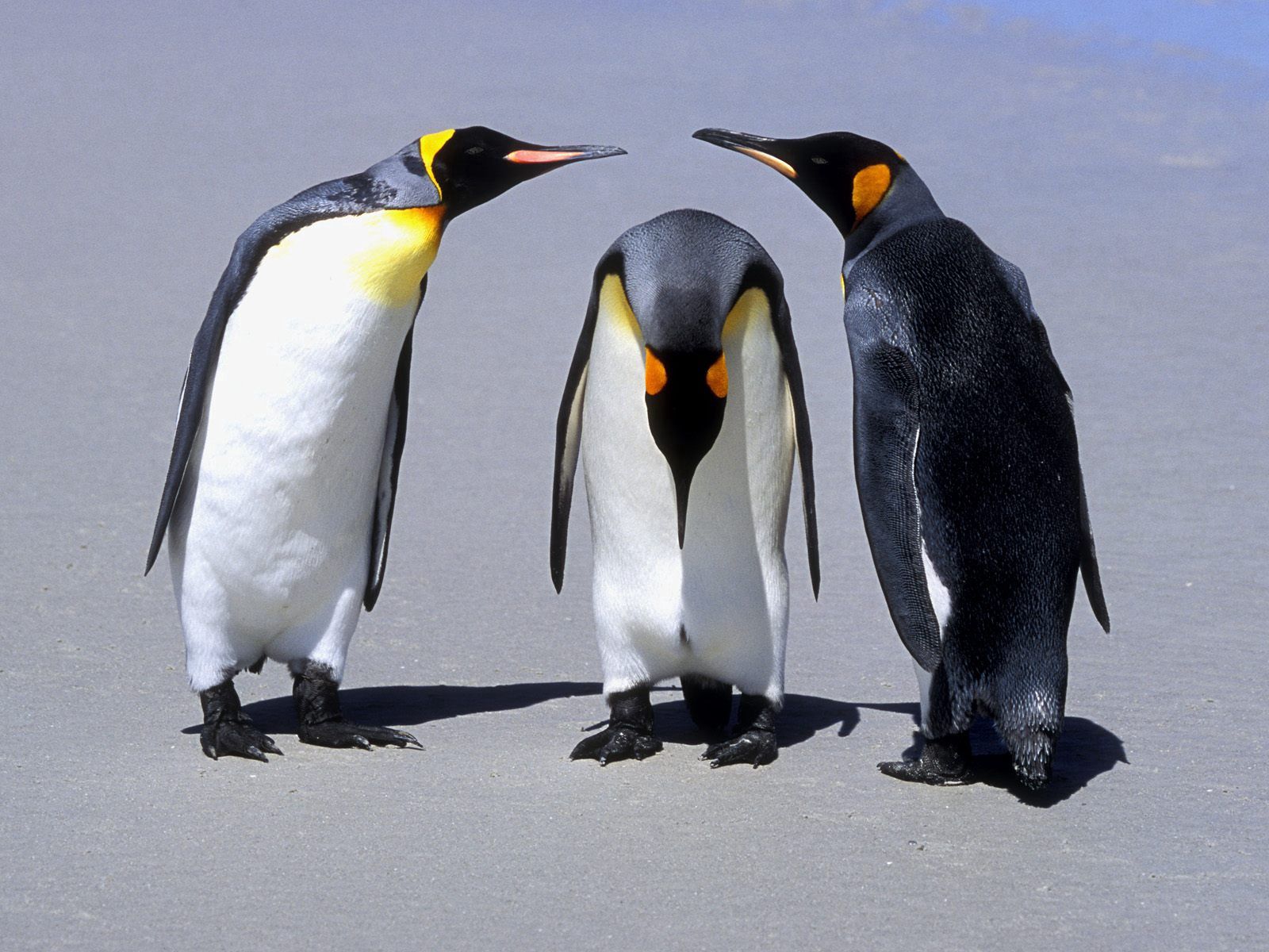 Download wallpaper 1600x1200 penguins, three, communication, shadow hd  background