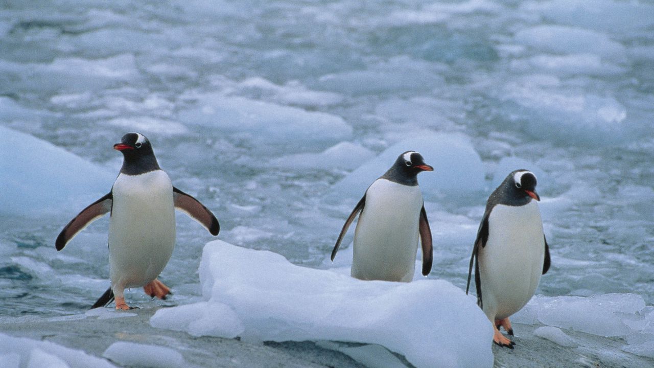 Wallpaper penguins, three, linux, north