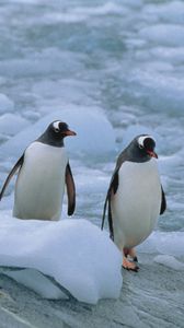 Preview wallpaper penguins, three, linux, north