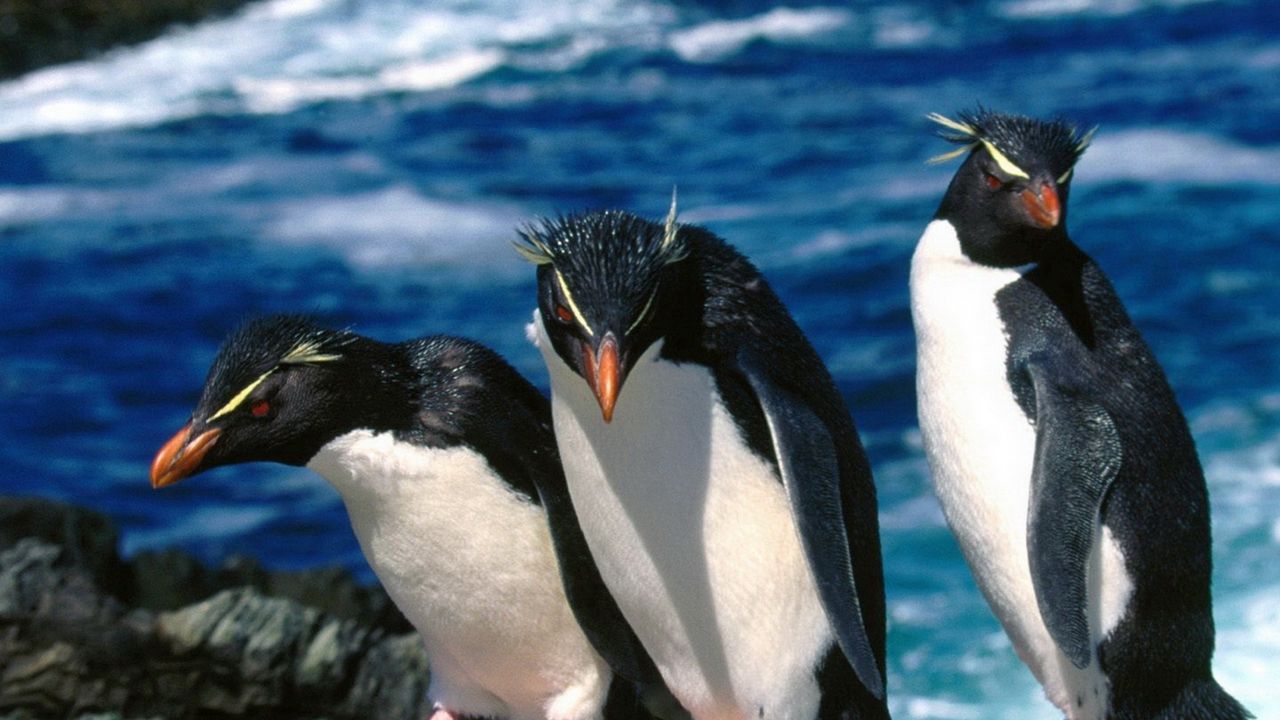 Wallpaper penguins, three, walk, water