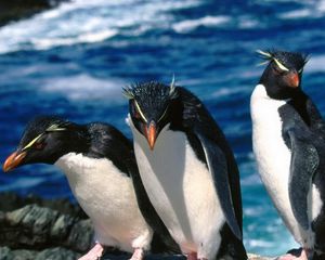 Preview wallpaper penguins, three, walk, water