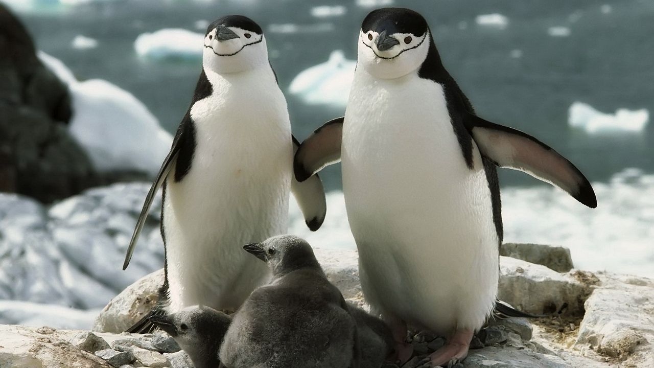 Wallpaper penguins, walk, family, cub, care