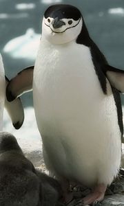 Preview wallpaper penguins, walk, family, cub, care