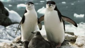 Preview wallpaper penguins, walk, family, cub, care