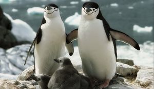 Preview wallpaper penguins, walk, family, cub, care