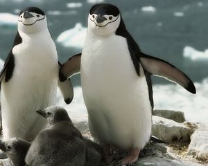 Preview wallpaper penguins, walk, family, cub, care