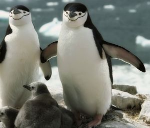 Preview wallpaper penguins, walk, family, cub, care