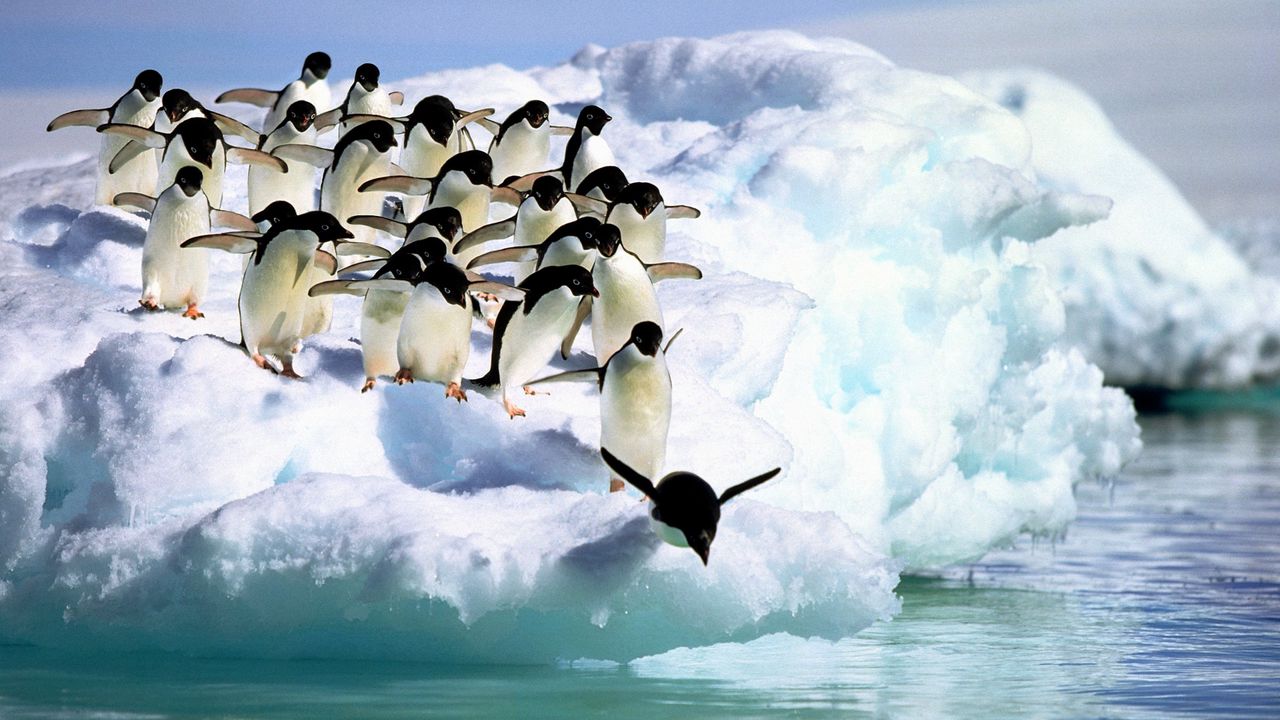 Wallpaper penguins, water, snow
