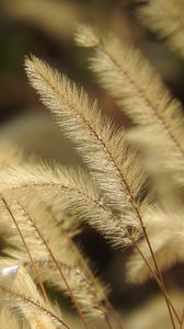 Preview wallpaper pennisetum, plant, fluff, macro, dark