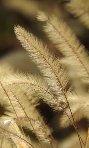 Preview wallpaper pennisetum, plant, fluff, macro, dark