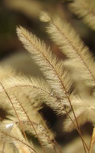 Preview wallpaper pennisetum, plant, fluff, macro, dark