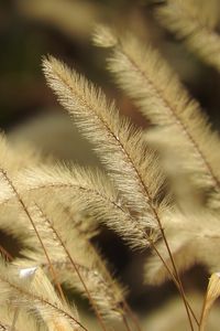 Preview wallpaper pennisetum, plant, fluff, macro, dark