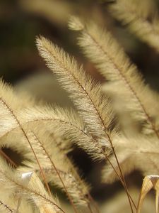 Preview wallpaper pennisetum, plant, fluff, macro, dark