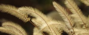 Preview wallpaper pennisetum, plant, fluff, macro, dark