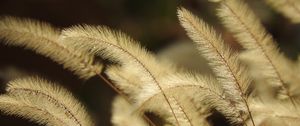 Preview wallpaper pennisetum, plant, fluff, macro, dark