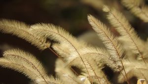 Preview wallpaper pennisetum, plant, fluff, macro, dark