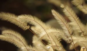 Preview wallpaper pennisetum, plant, fluff, macro, dark