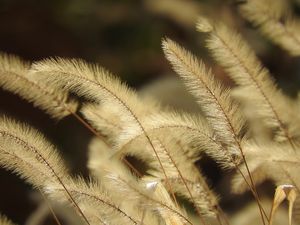 Preview wallpaper pennisetum, plant, fluff, macro, dark