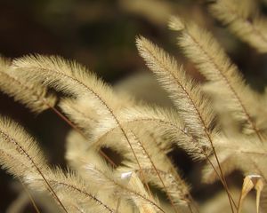 Preview wallpaper pennisetum, plant, fluff, macro, dark