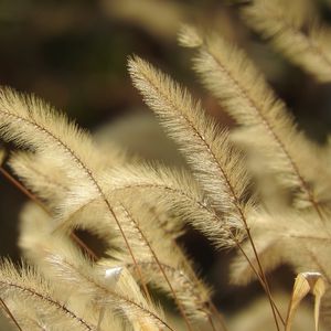 Preview wallpaper pennisetum, plant, fluff, macro, dark