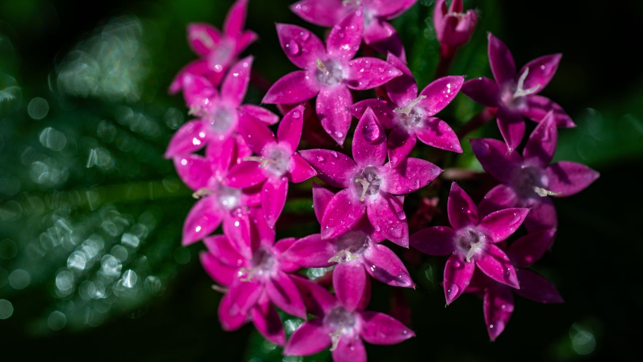 Wallpaper pentas lanceolata, flowers, pink, petals, drops