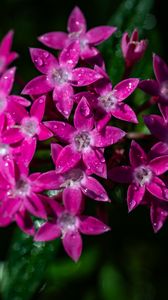 Preview wallpaper pentas lanceolata, flowers, pink, petals, drops