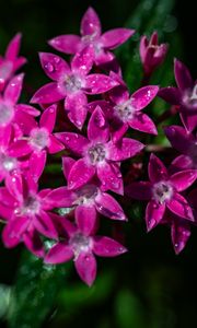 Preview wallpaper pentas lanceolata, flowers, pink, petals, drops