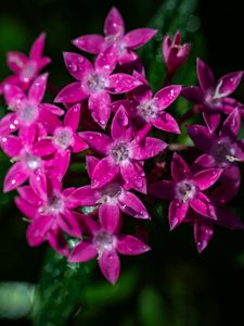 Preview wallpaper pentas lanceolata, flowers, pink, petals, drops