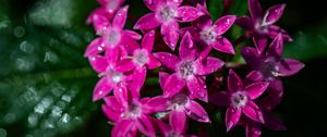 Preview wallpaper pentas lanceolata, flowers, pink, petals, drops