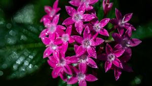 Preview wallpaper pentas lanceolata, flowers, pink, petals, drops