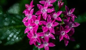 Preview wallpaper pentas lanceolata, flowers, pink, petals, drops