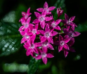 Preview wallpaper pentas lanceolata, flowers, pink, petals, drops