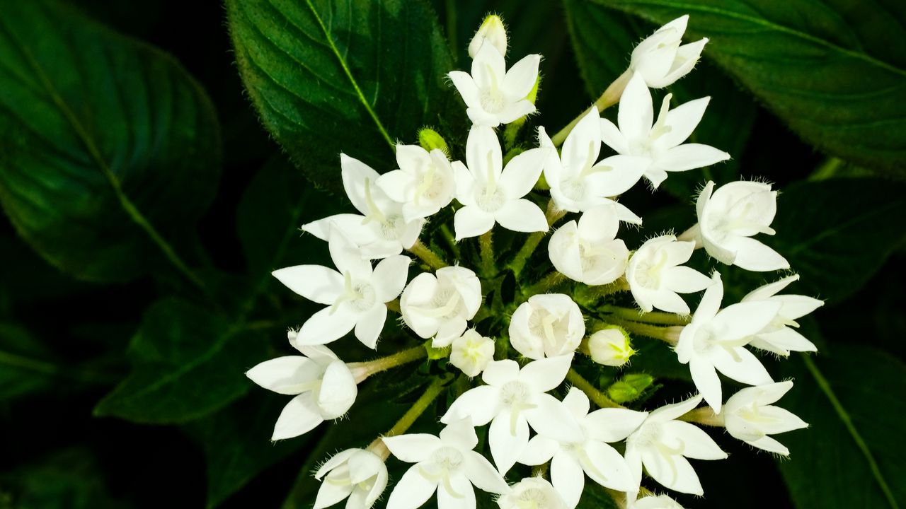 Wallpaper pentas lanceolata, flowers, white, petals, leaves