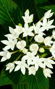 Preview wallpaper pentas lanceolata, flowers, white, petals, leaves